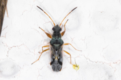 Pseudopachybrachius vinctus