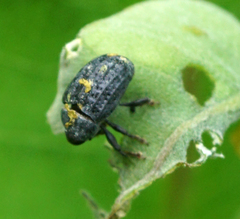 Rhyssomatus lineaticollis