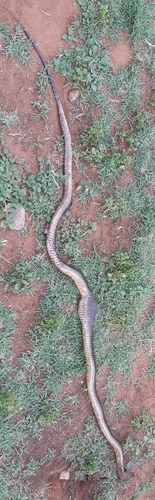 Cape Cobra