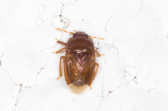 Amnestus pusillus