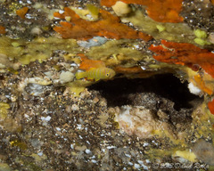 Priolepis aureoviridis