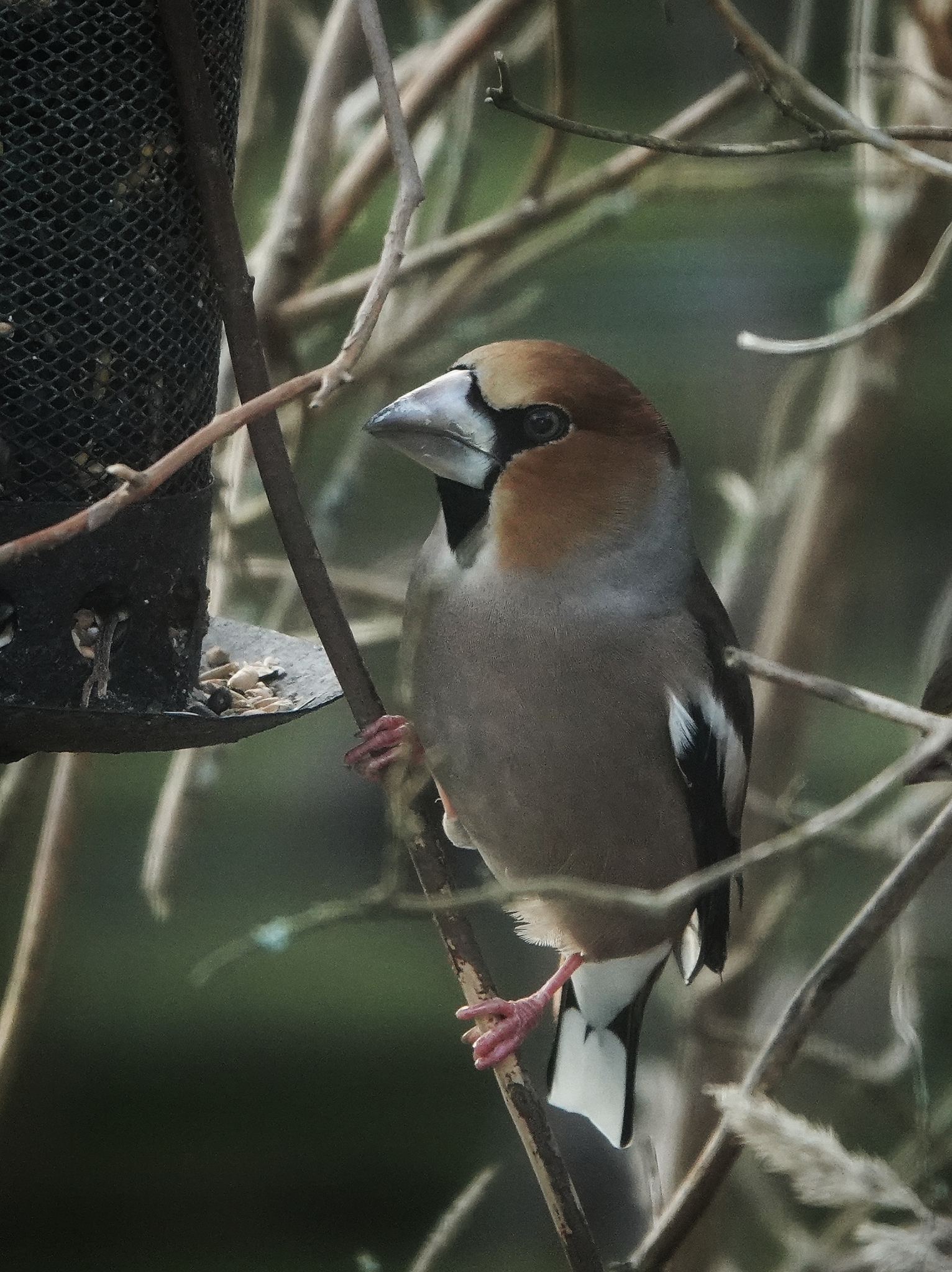 Hawfinch