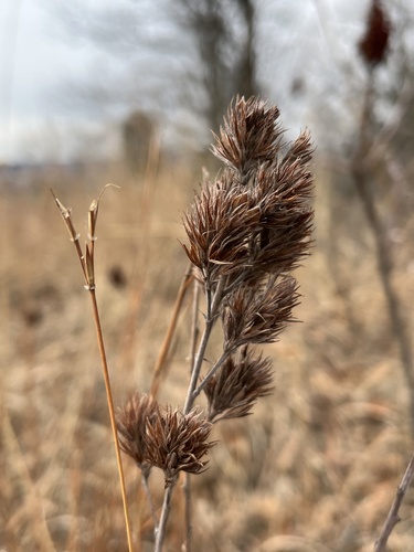 Foto de Lespedeza capitata