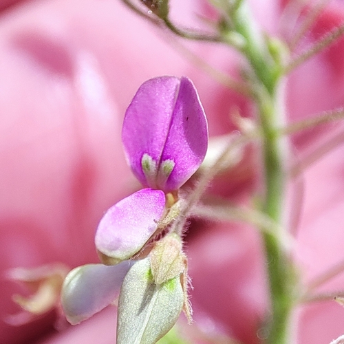 Foto de Carrapicho-de-carneiro