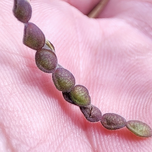 Foto de Carrapicho-de-carneiro