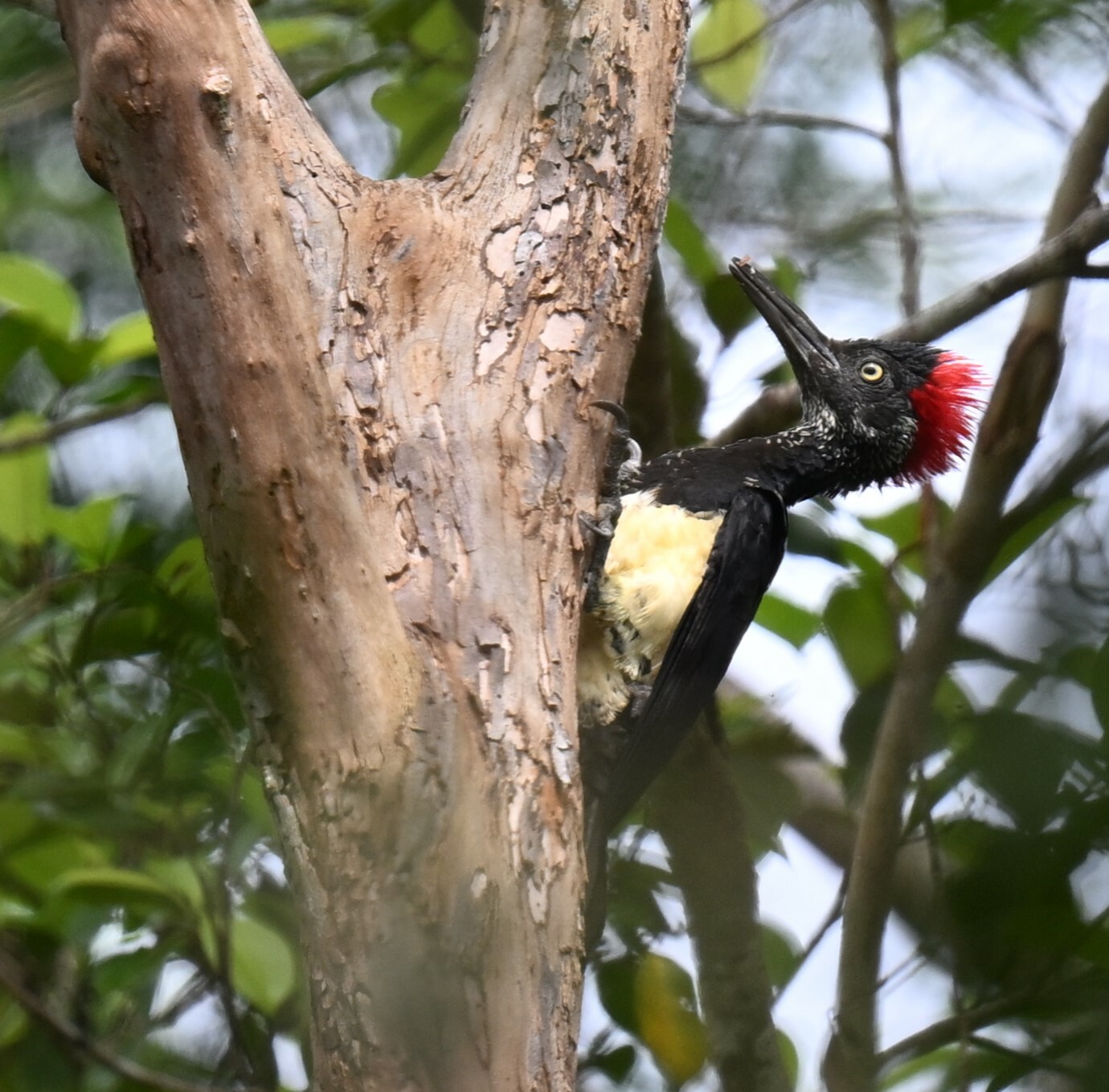 White-bellied Woodpecker