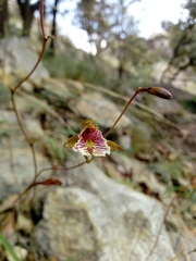 Bletia ensifolia