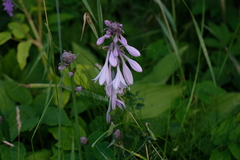 Hosta