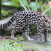 Margay - Photo (c) leithallb, some rights reserved (CC BY-NC), uploaded by leithallb