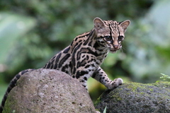 Leopardus wiedii image