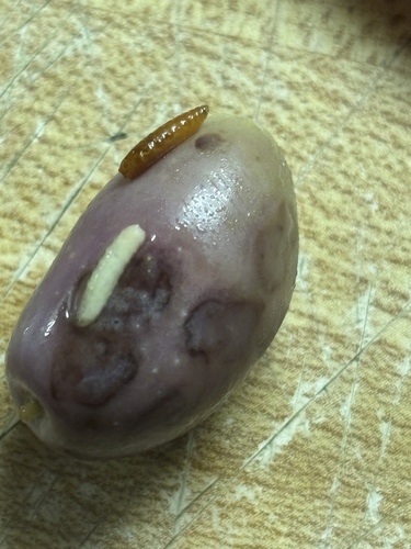 Olive fruit fly photo 5