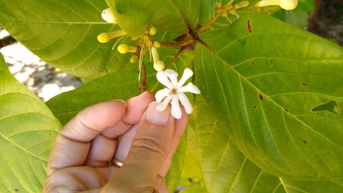Guettarda speciosa observed 2019-07-25