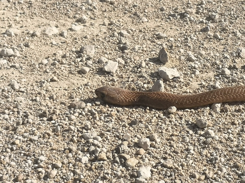 Cape Cobra