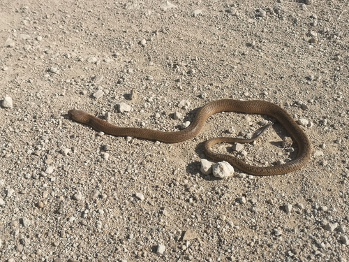 Cape Cobra