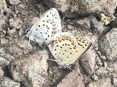 Plebejus fridayi