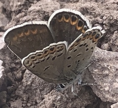 Plebejus fridayi