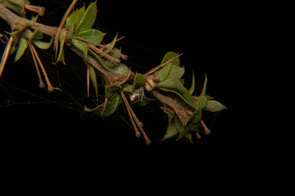 Kochiura attrita