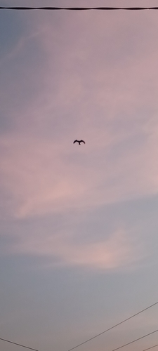 Black Kite