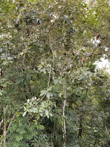 Foto de Carvalho mexicano