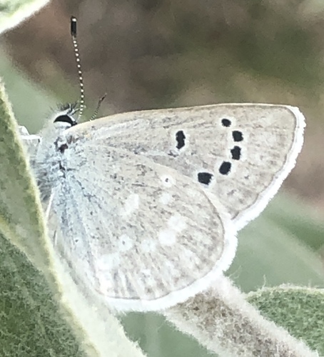 Boisduval's Blue
