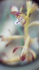 Corallorhiza maculata maculata
