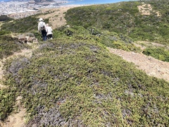 Arctostaphylos pacifica