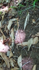 Corallorhiza maculata maculata