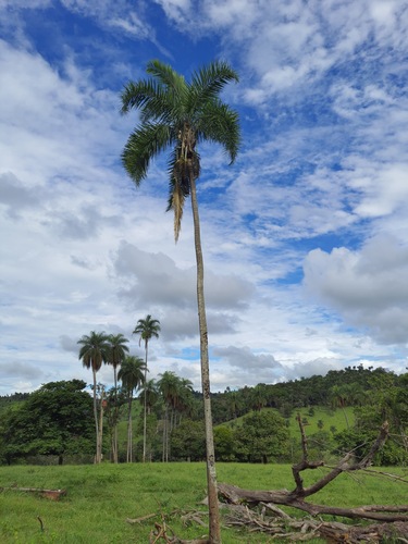 Syagrus oleracea