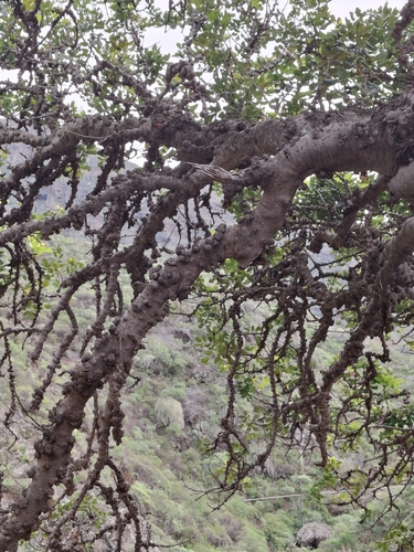 Foto de Alfarrobeira