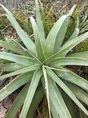 Agave bracteosa