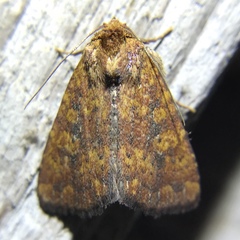 Perigea xanthioides
