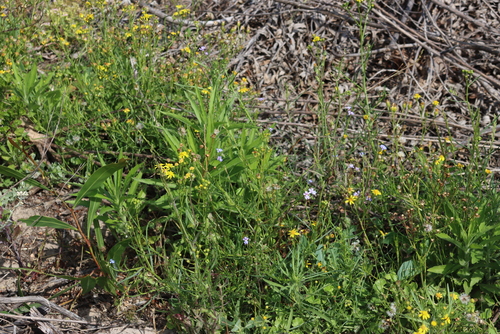 Image of Nemesia affinis by (c) Tony Rebelo, some rights reserved (CC BY-SA)