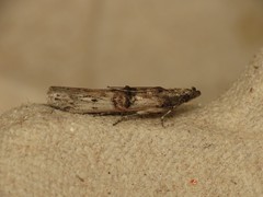 Nephopterix angustella