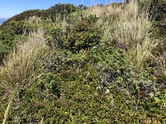 Vaccinium ×brunoense