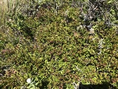 Vaccinium ×brunoense