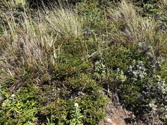 Vaccinium ×brunoense