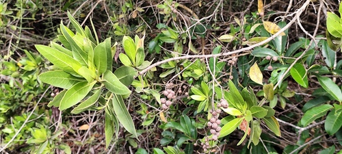 Foto de Mangue-de-botão