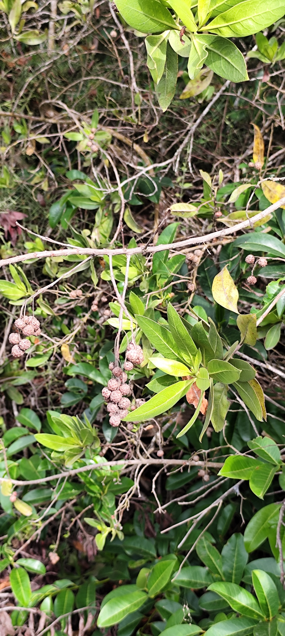 Imagem de Mangue-de-botão
