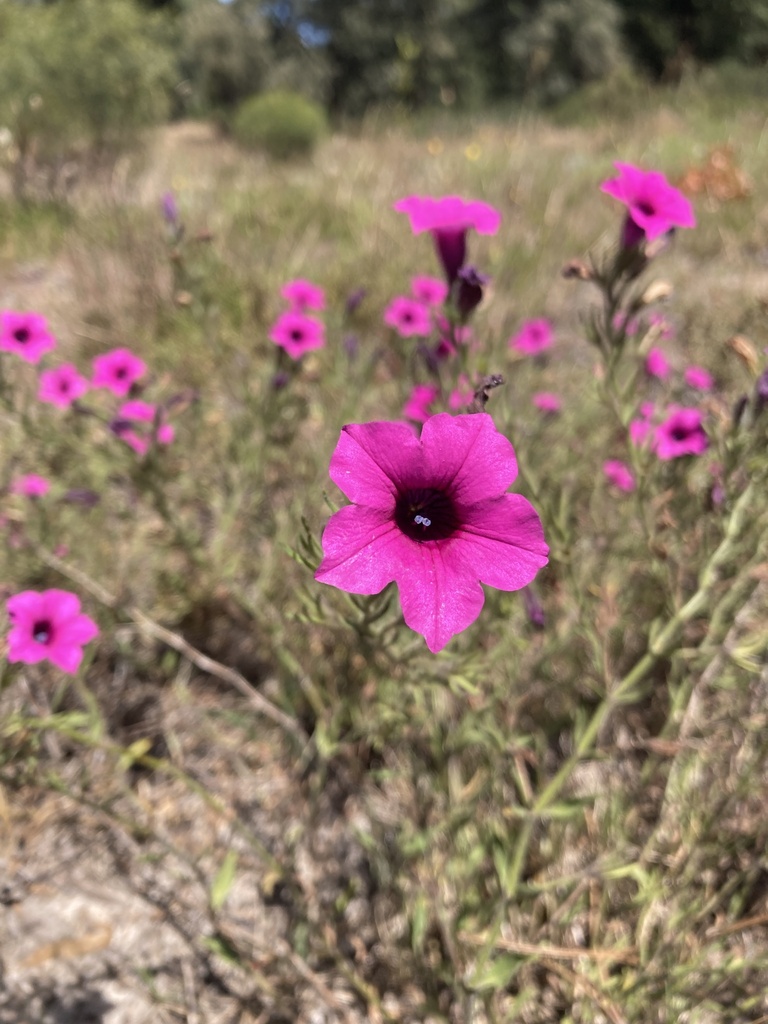 violetflower petunia