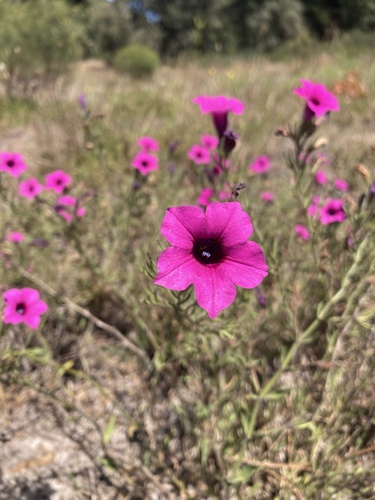 Petunia integrifolia