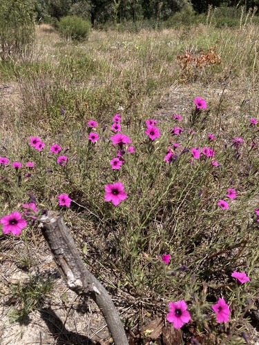 Petunia integrifolia
