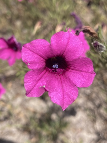 Petunia integrifolia
