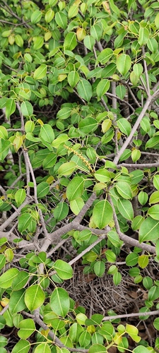 Mancenilheira