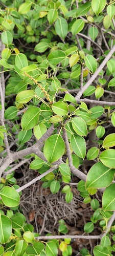 Foto de Mancenilheira