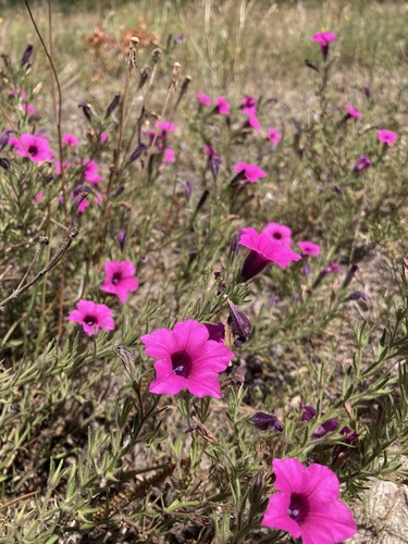 Petunia integrifolia