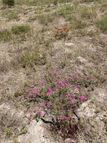 Petunia integrifolia