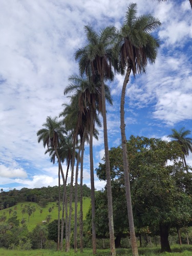 Macaw palm