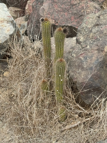 Soehrensia spachiana