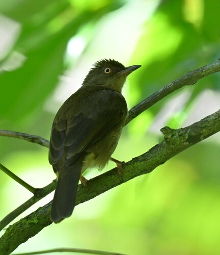 Cream-eyed Bulbul (Pycnonotus pseudosimplex), photo 2