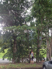 Terminalia microcarpa